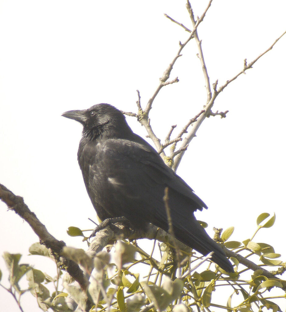 Corneille noire, identification