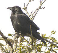 Carrion Crow