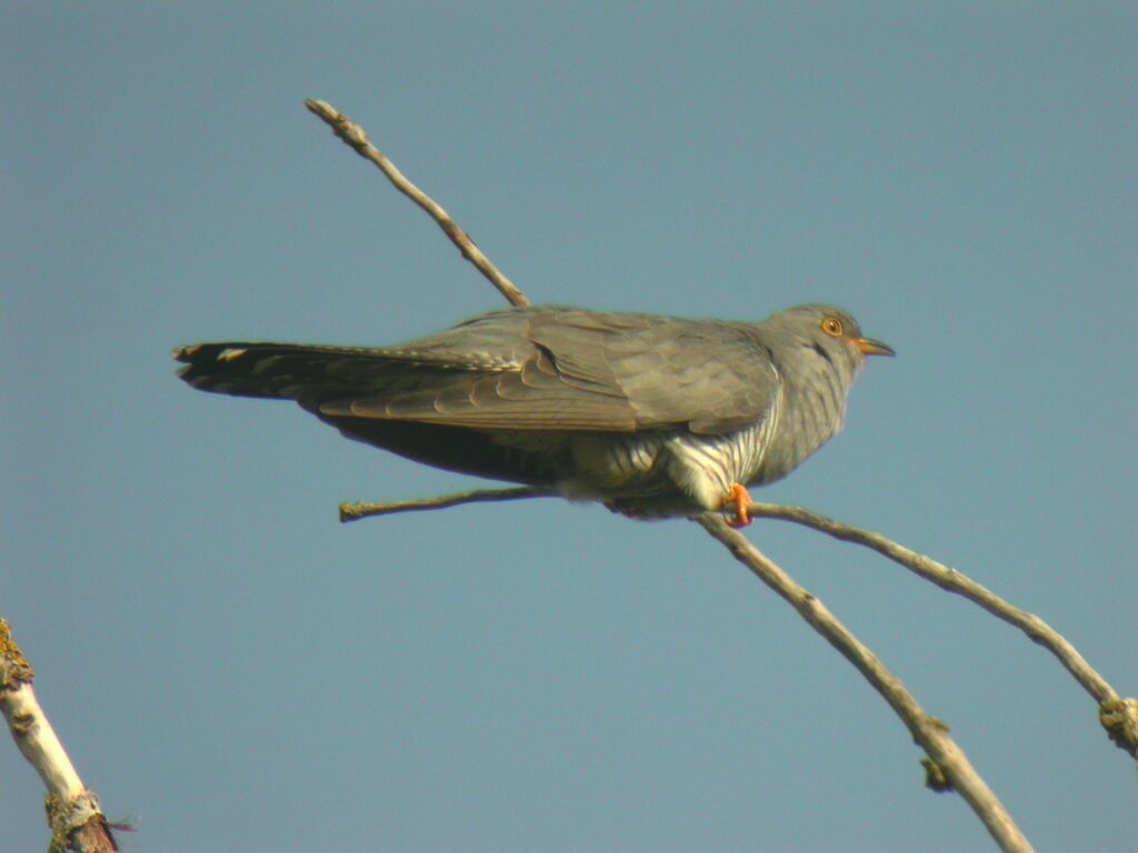 Common Cuckoo