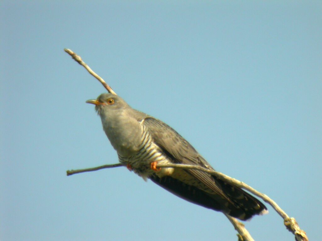 Common Cuckoo