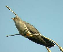 Common Cuckoo