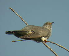 Common Cuckoo