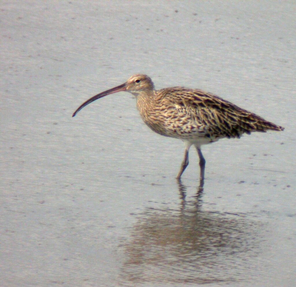 Eurasian Curlew