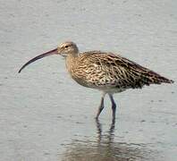 Eurasian Curlew