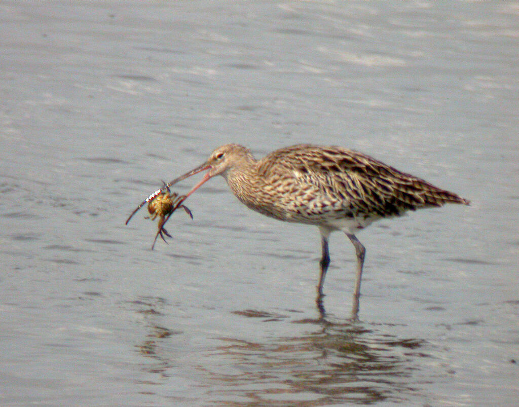 Eurasian Curlew