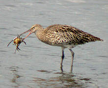 Eurasian Curlew