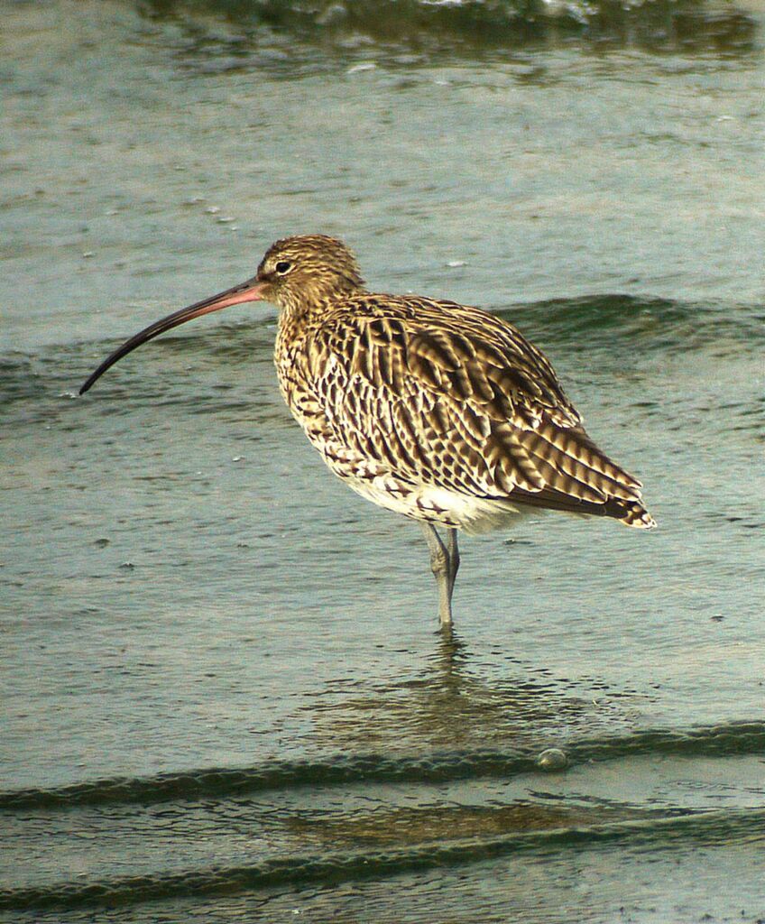 Courlis cendré, identification