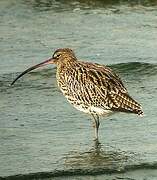 Eurasian Curlew