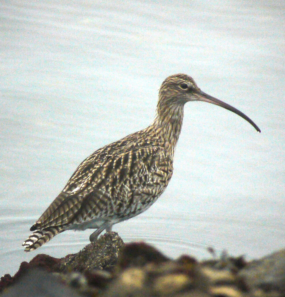 Courlis cendré, identification