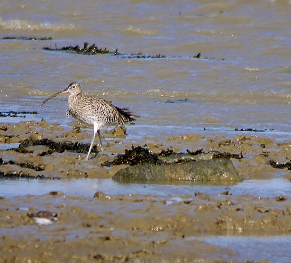 Eurasian Curlewadult post breeding, identification