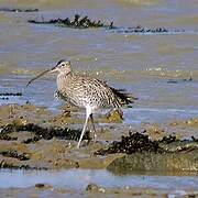 Eurasian Curlew