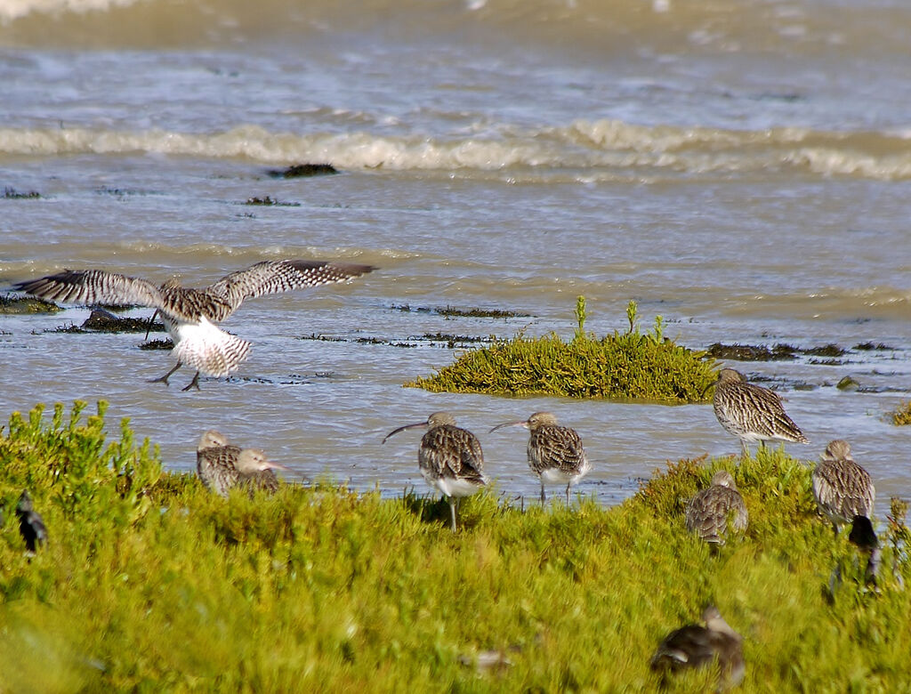 Eurasian Curlew, Flight