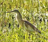 Squacco Heron