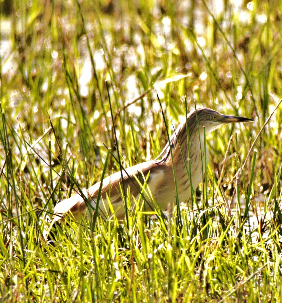 Squacco Heronimmature, identification