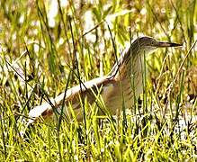 Squacco Heron