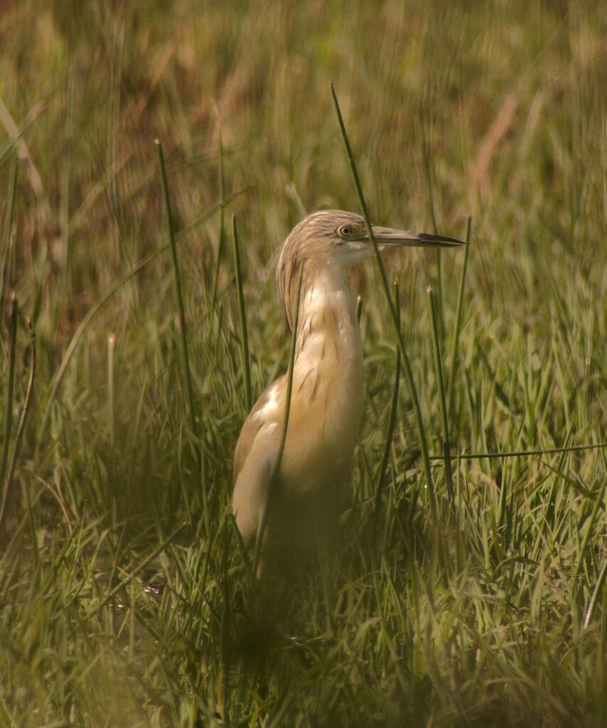 Crabier cheveluimmature