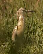 Squacco Heron