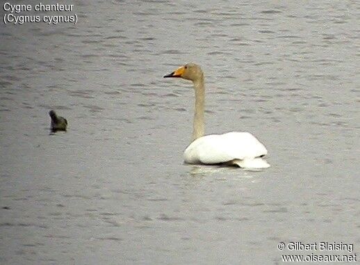 Whooper Swan