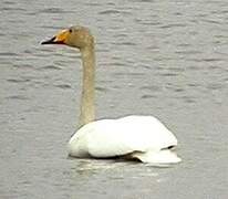 Whooper Swan