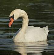 Cygne tuberculé