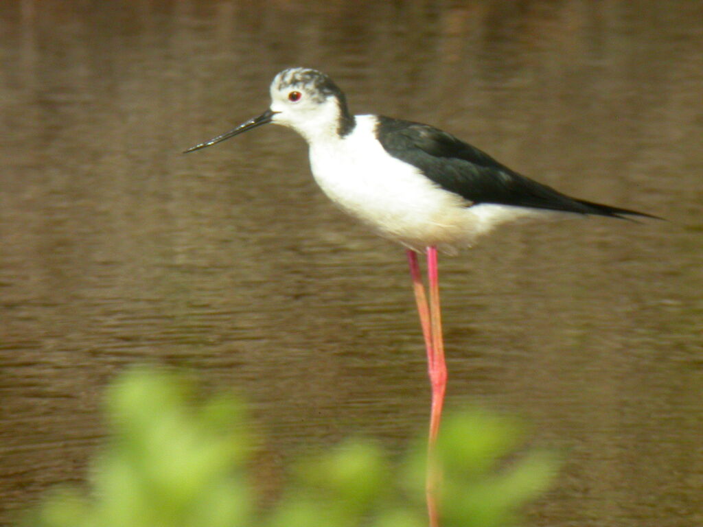 Black-winged Stilt