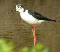 Black-winged Stilt