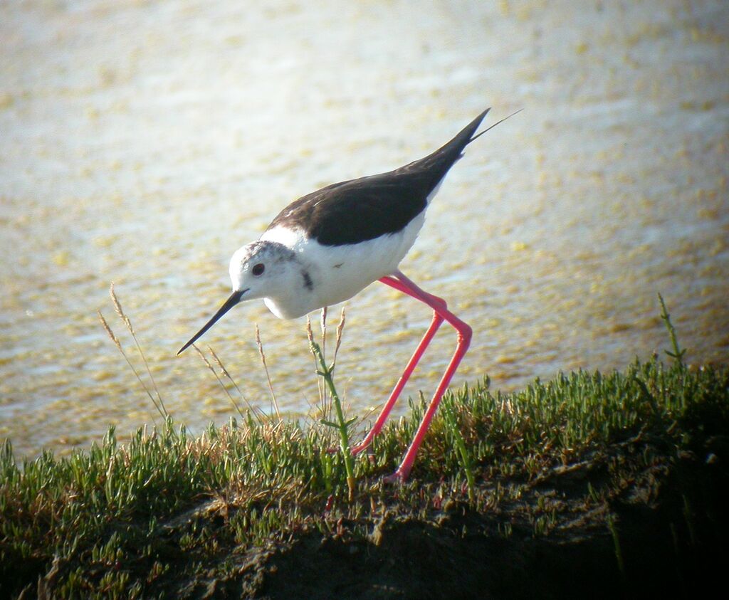 Black-winged Stilt