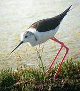 Black-winged Stilt