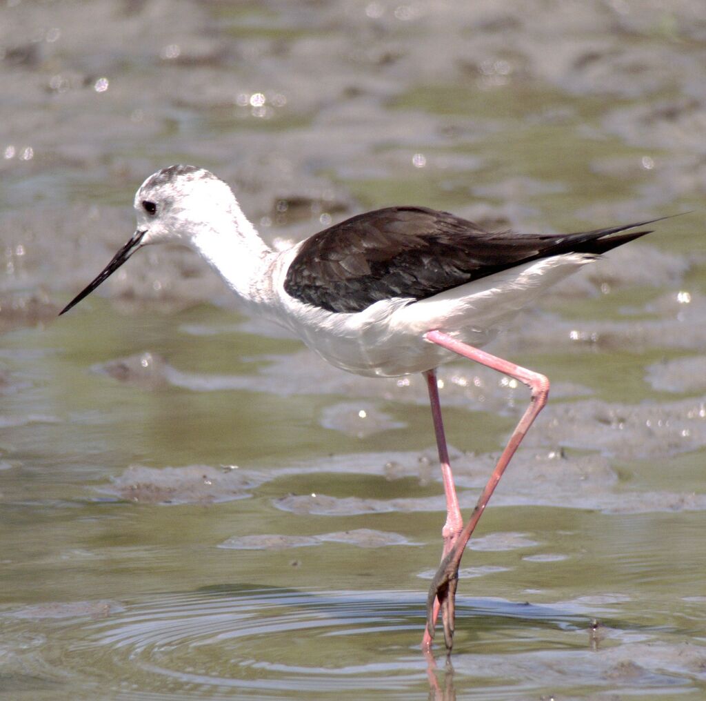 Black-winged Stiltadult breeding, identification