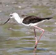 Black-winged Stilt