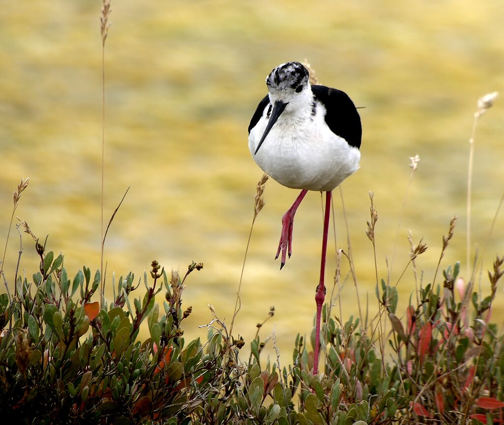 Black-winged Stilt, Behaviour