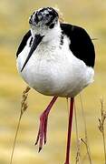 Black-winged Stilt