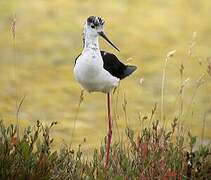 Black-winged Stilt