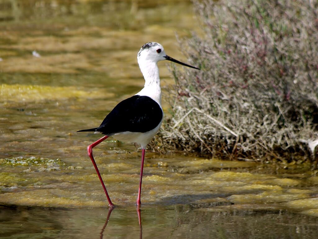 Black-winged Stilt, identification