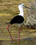 Black-winged Stilt