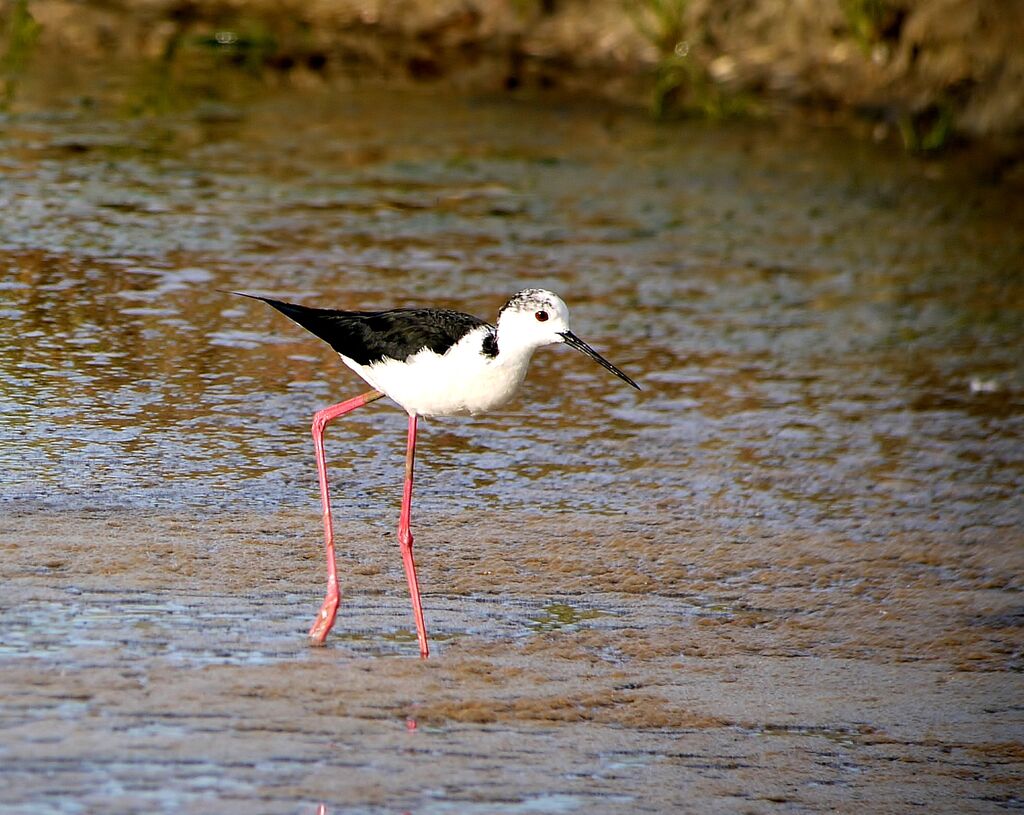 Échasse blanche, identification