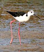 Black-winged Stilt