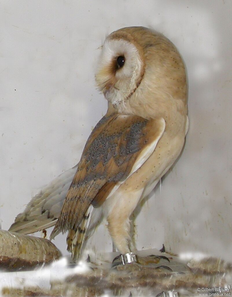 Western Barn Owl