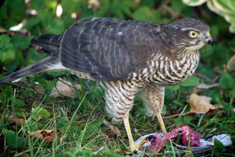 Épervier d'Europe femelle adulte, identification