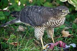 Eurasian Sparrowhawk