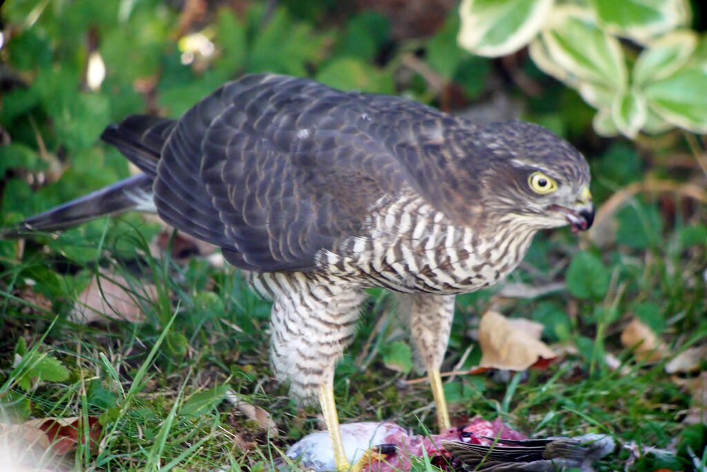 Épervier d'Europe femelle adulte, identification