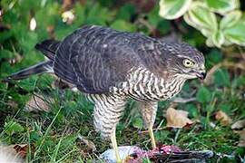 Eurasian Sparrowhawk