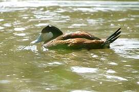 Ruddy Duck