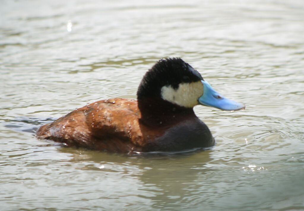 Ruddy Duck male adult breeding, identification