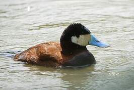 Ruddy Duck