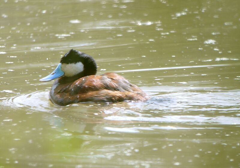 Ruddy Duck male adult breeding, identification