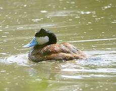 Ruddy Duck