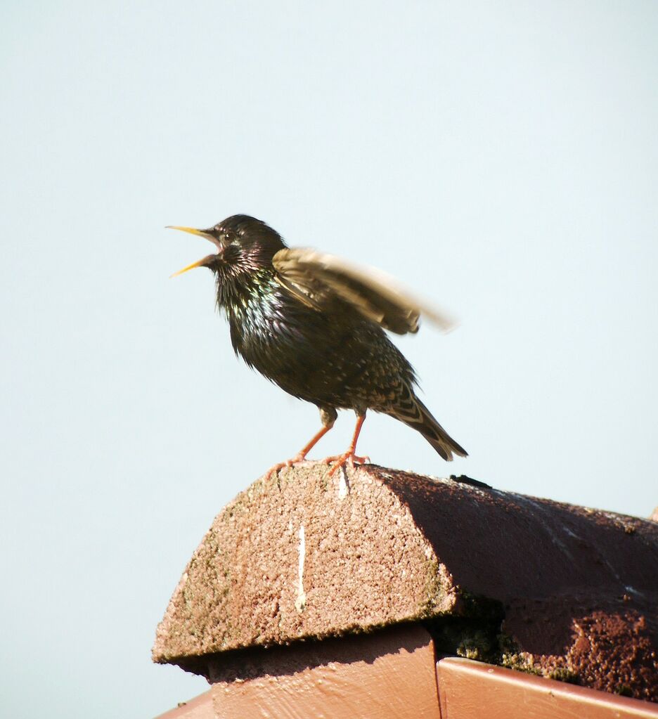 Common Starling