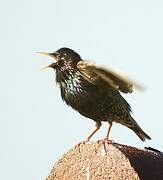 Common Starling