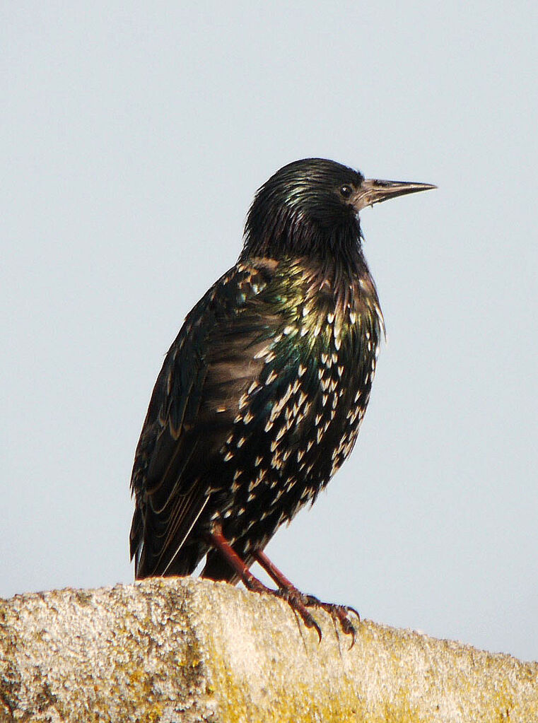 Common Starling male adult breeding, identification